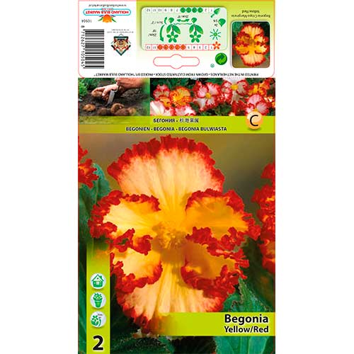 2 buc, Begonie (Crispa Marginata) Yellow/Red - Bulbi: Mod de ambalare: 2 buc