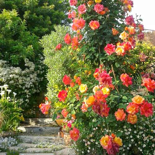 1 buc, Trandafir urcător Orange Red - Butași: Mod de ambalare: 1 buc