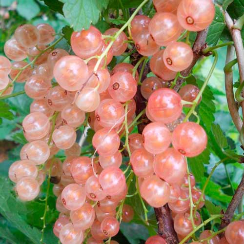 1 buc, Coacăz roz Rose Pearl - Puieți: Mod de ambalare: 1 buc