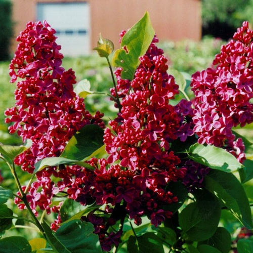 1 buc, Liliac Red Pixie - : Mod de ambalare: 1 buc