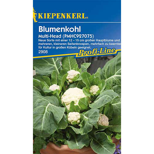 1 pac, Conopidă Multi Head F1 Kiepenkerl - Semințe: Mod de ambalare: 1 pac