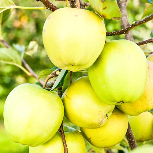 1 buc, Măr Golden Delicios - Puieți: Mod de ambalare: 1 buc