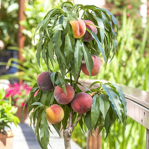 1 buc, Nectarin columnar Alice - Puieți: Mod de ambalare: 1 buc