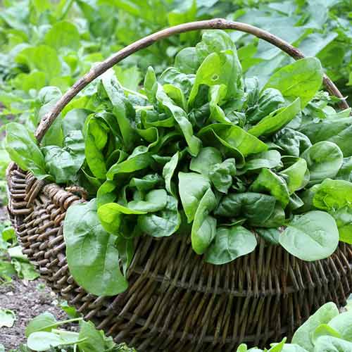 1 pac, Spanac - Semințe: Mod de ambalare: 10 g