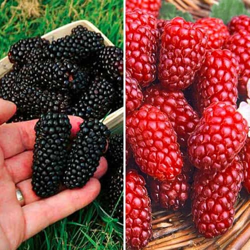 2 saz, Super nabídka! Sada Ostružina a malina, 2 sazenice - : Monžstvo balíkov: 2 saz