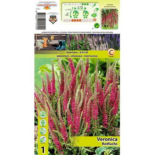 1 cib, Rozrazil klasnatý Rotfuchs - : Monžstvo balíkov: 1 cib