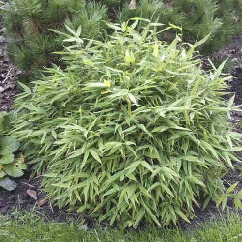 1 saz, Bambus Lolliloops PBR, C5 - : Monžstvo balíkov: 1 saz