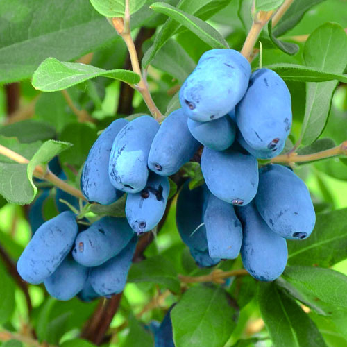 1 db, Mézbogyó Altaj - Palánták: Mod de ambalare: 1 db