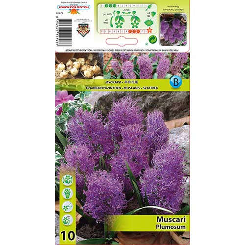 10 Stück, Zwiebel Plumosum - Blumenzwiebeln: Ilość w opakowaniu: 10 Stück