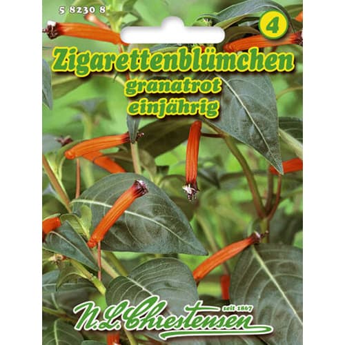 1 szt, Zigarettenblümchen Chrestensen - Samen: Ilość w opakowaniu: 1 Stück