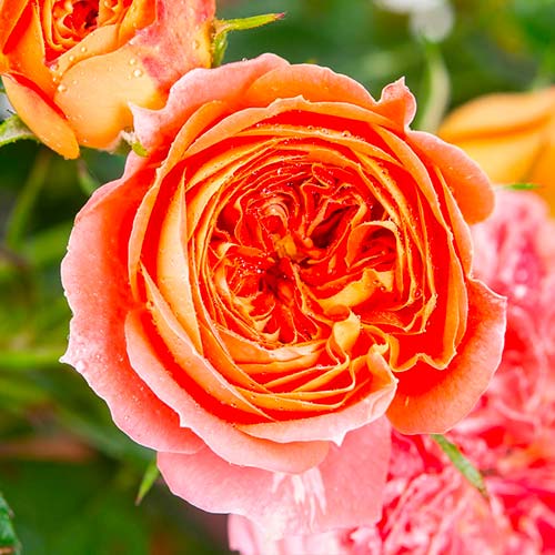 1 Pflanze(n), Großblütige Rose Carmen - Setzlinge: Ilość w opakowaniu: 1 Pflanze(n)