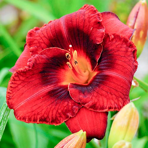 1 szt, Taglilie (Hemerocallis) Dark red - Stauden: Ilość w opakowaniu: 1 szt