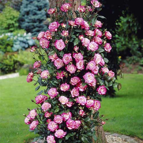 1 Pflanze(n), Kletterrose Händel , С3 - Setzlinge: Ilość w opakowaniu: 1 Pflanze(n)