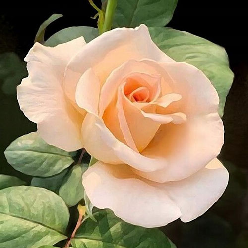 1 Pflanze(n), Edelrose Rosa Casanova, root ball - Setzlinge: Ilość w opakowaniu: 1 Pflanze(n)