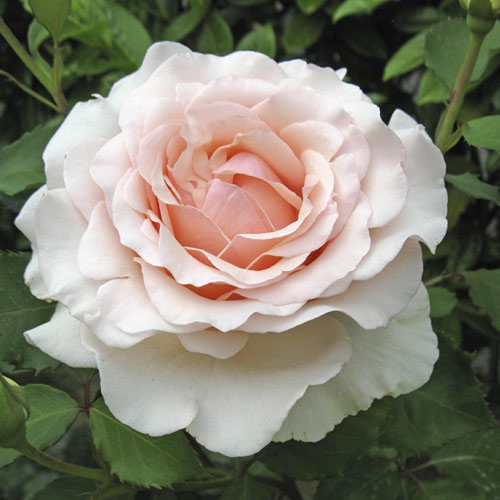 1 Pflanze(n), Edelrose Rosa Roberto Cappucci , C5 - Setzlinge: Ilość w opakowaniu: 1 Pflanze(n)