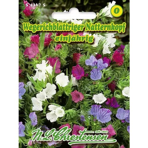1 szt, Natternkopf Wegerichblättriger - Samen: Ilość w opakowaniu: 1 Stück