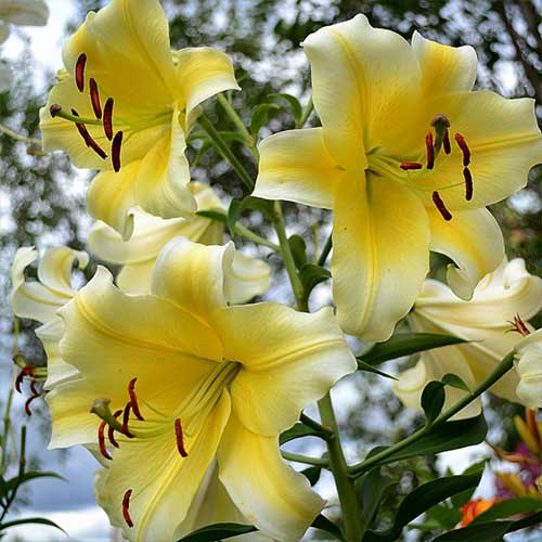 2 Stück, Lilie Manissa - Blumenzwiebeln: Ilość w opakowaniu: 2 Stück