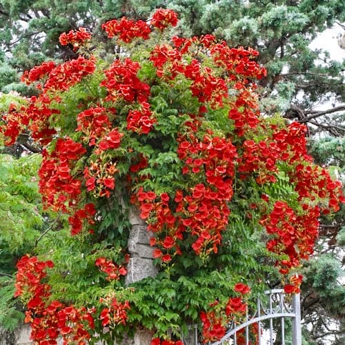 1 Pflanze(n), Klettertrompete , P9 - Setzlinge: Ilość w opakowaniu: 1 Pflanze(n)