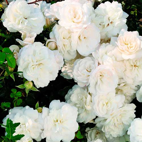 1 Pflanze(n), Rose White Babyflor - Setzlinge: Ilość w opakowaniu: 1 Pflanze(n)