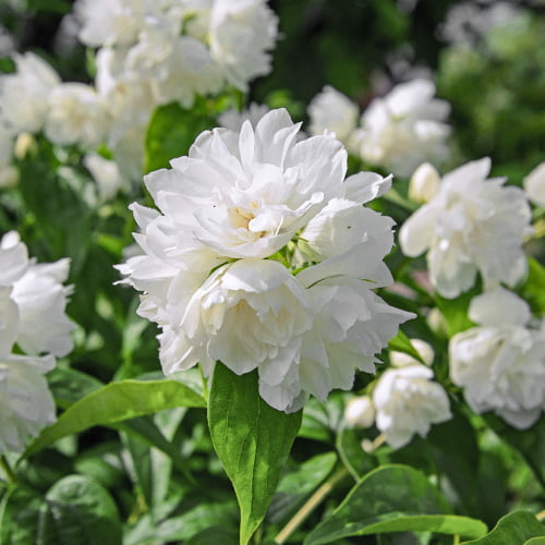 1 none, Gartenjasmin Minesota Snowflake - Setzlinge: Ilość w opakowaniu: 1 none