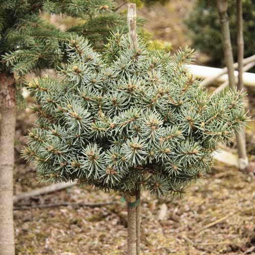 1 Pflanze(n), Kiefer Blue Ball, C4 - Setzlinge: Ilość w opakowaniu: 1 Pflanze(n)