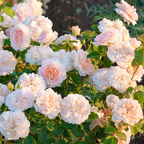 1 Pflanze(n), Rose Fun Fashion , C3 - Setzlinge: Ilość w opakowaniu: 1 Pflanze(n)