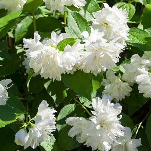 1 none, Gartenjasmin Manteau d'Hermine - Setzlinge: Ilość w opakowaniu: 1 none