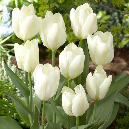 5 Stück, Tulpe Purissima - Blumenzwiebeln: Ilość w opakowaniu: 5 Stück