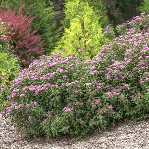 1 Pflanze(n), Spiere Double Play Artist , C3 - Setzlinge: Ilość w opakowaniu: 1 Pflanze(n)