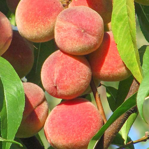 1 Pflanze(n), Pfirsich Peace - Setzlinge: Ilość w opakowaniu: 1 Pflanze(n)