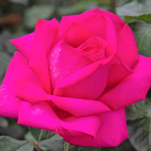 1 Pflanze(n), Großblütige Rose Wanda Ferragamo - Setzlinge: Ilość w opakowaniu: 1 Pflanze(n)