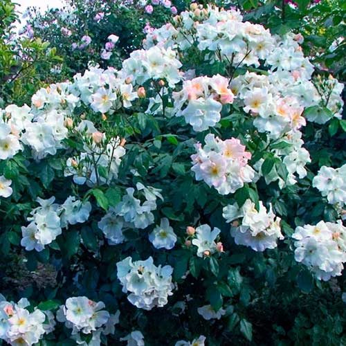 1 Pflanze(n), Großblütige Rose Sally Holmes , C5 - Setzlinge: Ilość w opakowaniu: 1 Pflanze(n)