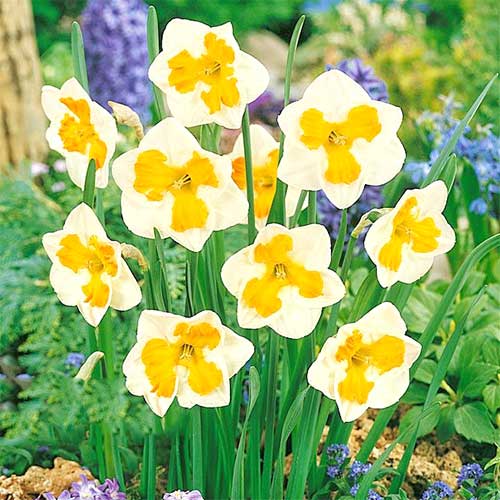 5 Stück, Narzisse Tricollet - Blumenzwiebeln: Ilość w opakowaniu: 5 Stück