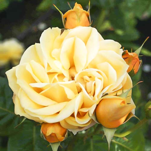 1 Pflanze(n), Großblumige Rose Gracious Queen - Setzlinge: Ilość w opakowaniu: 1 Pflanze(n)