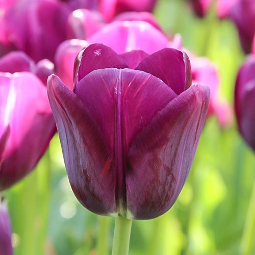 5 Stück, Tulpe Negrita - Blumenzwiebeln: Ilość w opakowaniu: 5 Stück