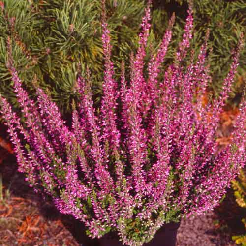 1 Pflanze(n), Besenheide Amethyst - Setzlinge: Ilość w opakowaniu: 1 Pflanze(n)