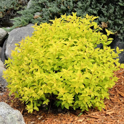 1 none, Weiße Rispenspiere Goldmound - Setzlinge: Ilość w opakowaniu: 1 none