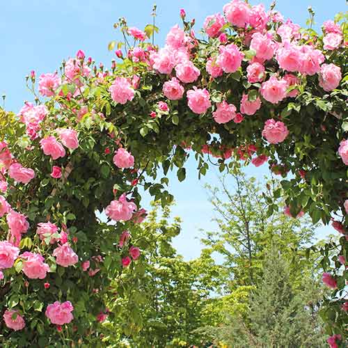 1 Pflanze(n), Kletterrose Rosa, root ball - Setzlinge: Ilość w opakowaniu: 1 Pflanze(n)