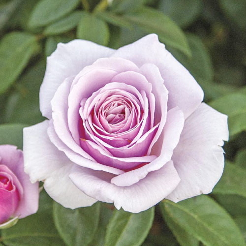 1 Pflanze(n), Edelrose Rosa Pacific Blue , C5 - Setzlinge: Ilość w opakowaniu: 1 Pflanze(n)