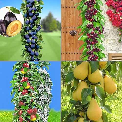 4 Pflanze(n), Tolles Angebot! Obstbaukasten, Set mit 4 Setzlingen - Setzlinge: Ilość w opakowaniu: 4 Pflanze(n)