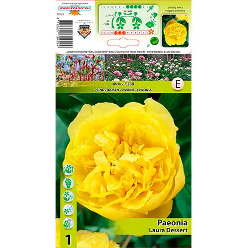 Peony Laura Dessert - Plantas perenes: Ilość w opakowaniu: 1 bulbe