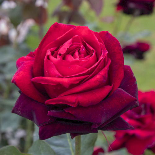 Rosa de flor grande Magia Nera , C5 - Plântulas: Ilość w opakowaniu: 1 plant