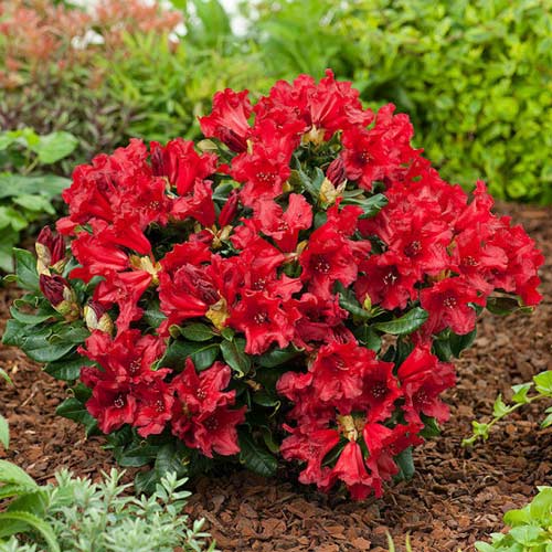 Rododendro Doloroso, C2 - Plántulas: Ilość w opakowaniu: 1 plant