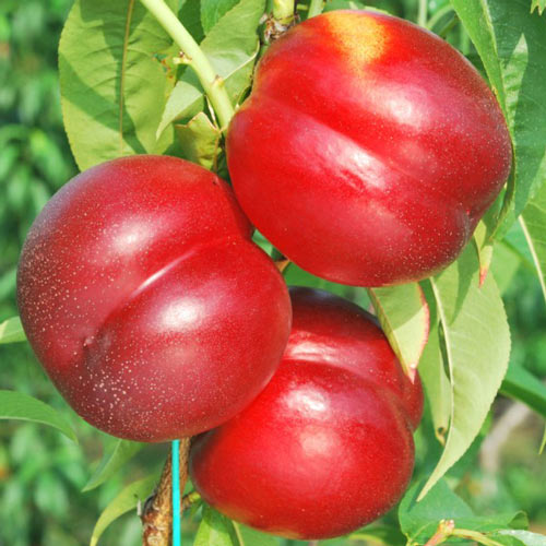 Nectarino Madego, С2 - Plántulas: Ilość w opakowaniu: 1 plantas