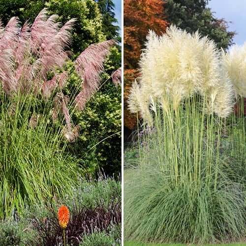 Conjunto de hierba de la Pampa, 2 plantas - Plántulas: Ilość w opakowaniu: 2 none