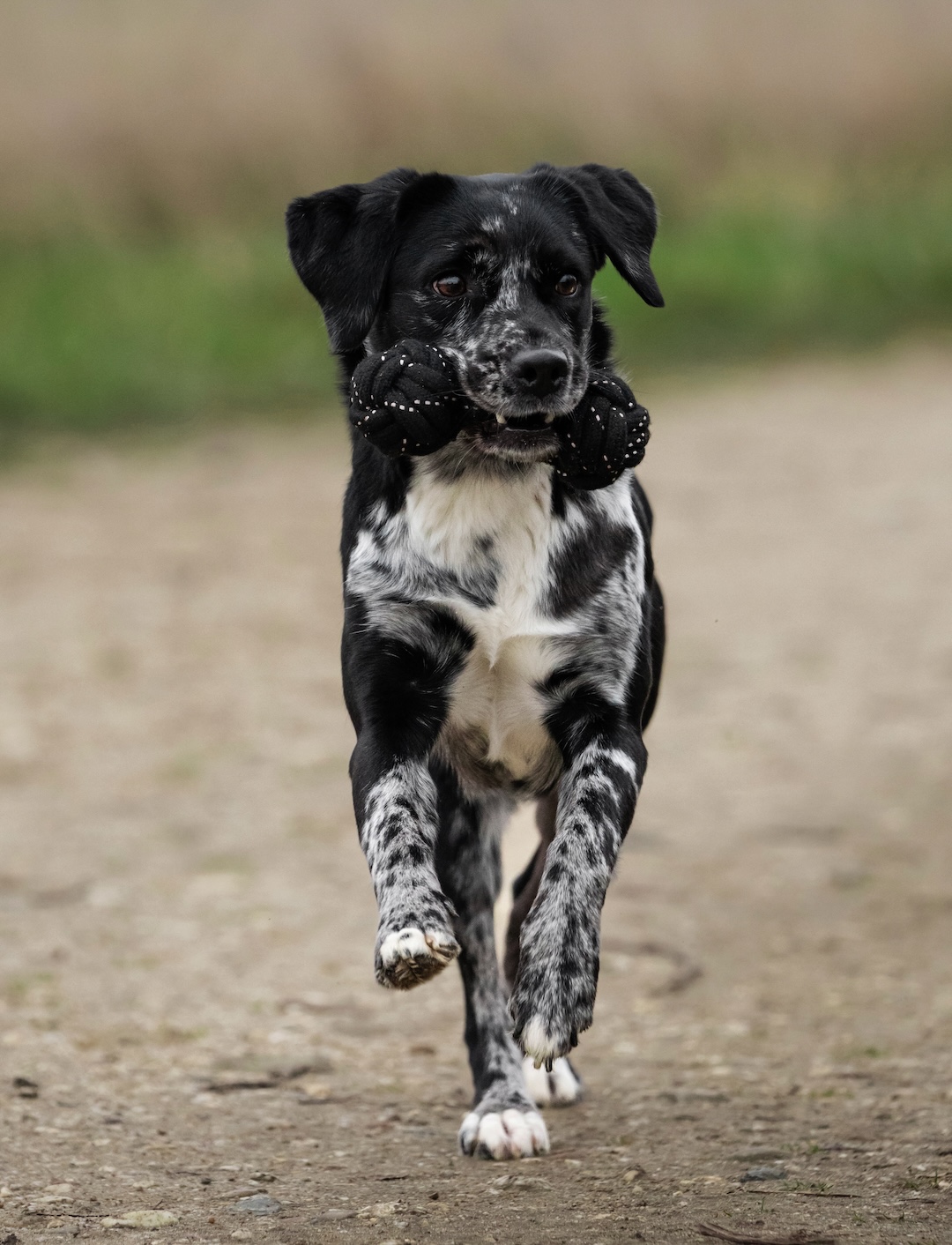 Back on Track zabawka dla psa hantel z liny