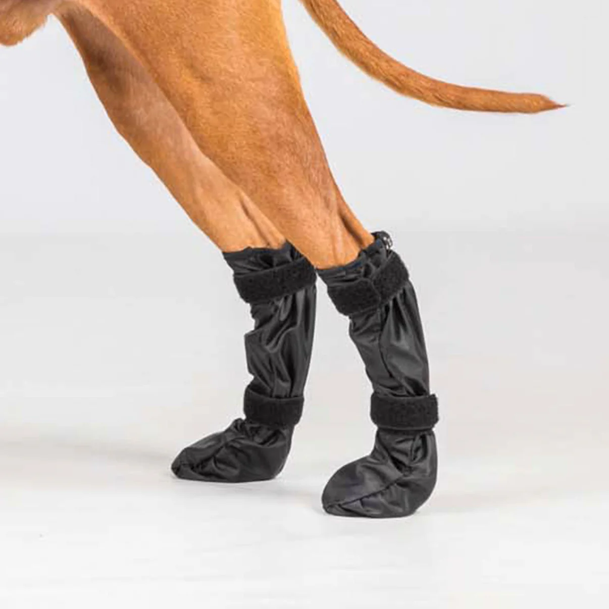 Back on Track buty dla psa Lola 24h