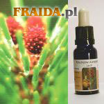 Modrzew europejski - Wiara w Siebie