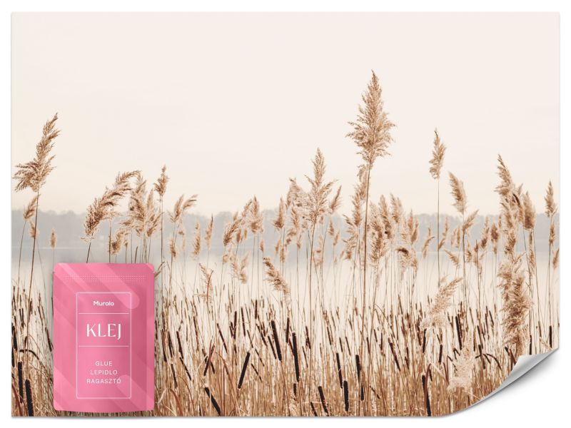 Fototapeta Muralo Kłosy Trzciny Natura 300x210 cm 1szt.