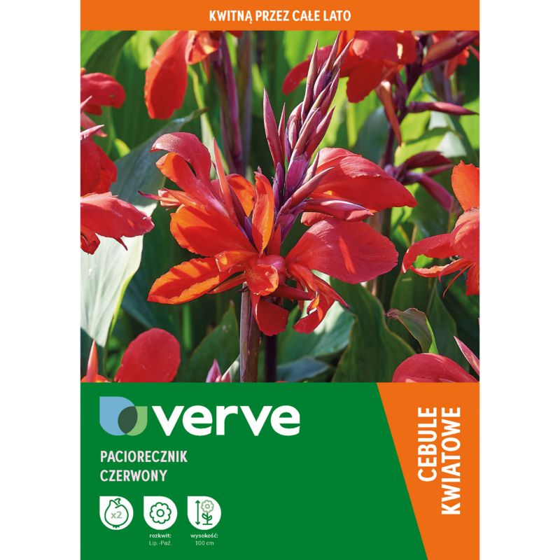 Cebule paciorecznik czerwony 2 szt.